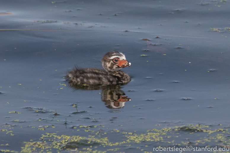 emily renzel wetlands